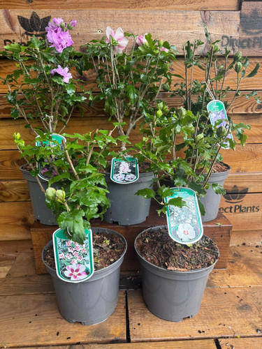 4 Mixed Extra Large Hardy Garden Hibiscus Shrubs in 3 Litre Pots By Direct Plants