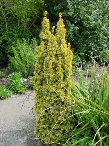 Taxus Standishii Golden Column Yew Tree Large in a 3 Litre Pot By Direct Plants