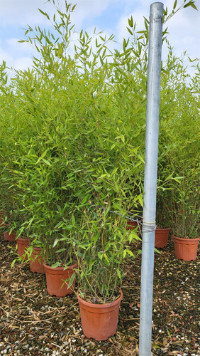 Extra Large Bamboo Phyllostachys Bissetii 5-6ft Tall in a 1012 Litre Pot By Direct Plants
