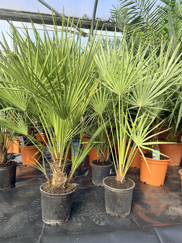 2x Chamaerops European Fan Palm Trees Large Matching Pair 3ft By Direct Plants