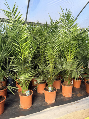 Phoenix Date Palm Tree 3-4ft Extra Large in a Pot By Direct Plants