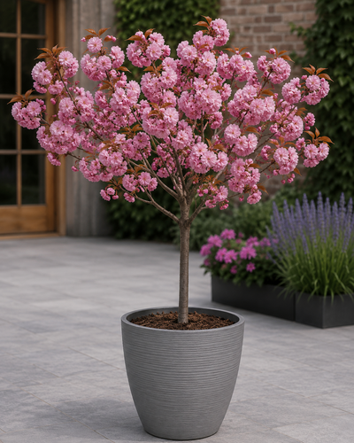 Patio Prunus Kanzan Japanese Flowering Cherry Tree 4-5ft | By Direct Plants