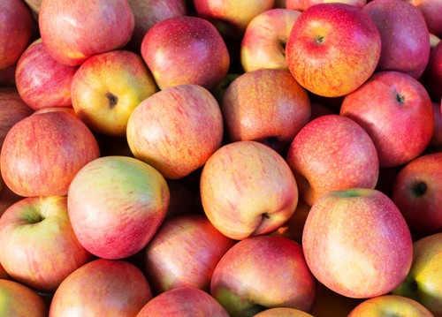 Apple Royal Gala Fruit Tree 6ft Tall Supplied in a 12 Litre Pot by Directplants