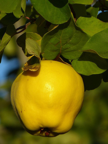 Cydonia Meeches Prolific (Quince) 6ft Tall Supplied in a 12 Litre Pot by DirectPlants