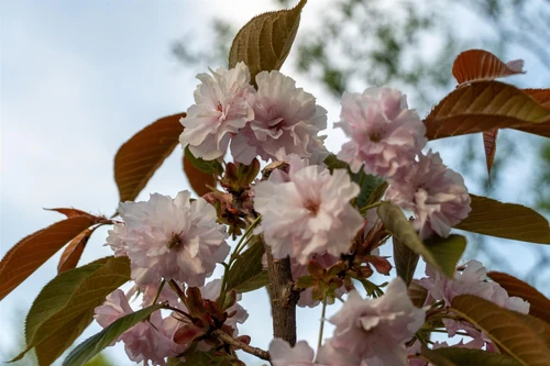 Prunus Pink Parasol 6ft Tall Supplied in a 12 Litre Pot by DirectPlants