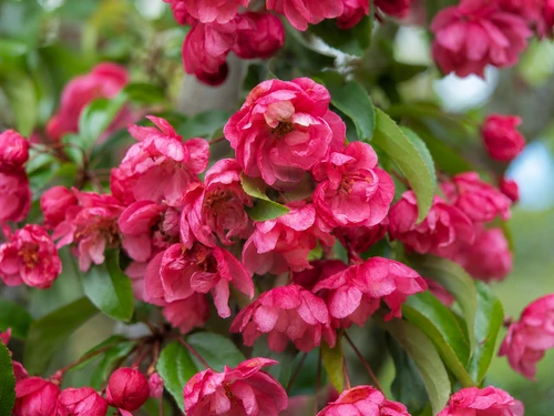 Malus Scarlet Brandywine 6ft Tall Supplied in a 12 Litre Pot by DirectPlants