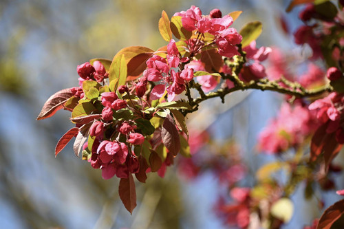 Malus Harry Baker Tree 6ft Tall Supplied in a 12 Litre Pot by Directplants