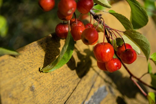 Malus Evereste 6ft Tall Supplied in a 12 Litre Pot by DirectPlants