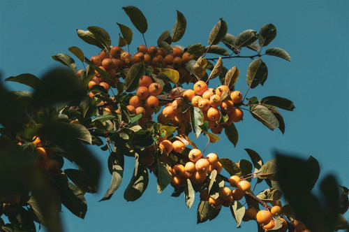 Malus Comtesse de Paris 6ft Tall Supplied in a 12 Litre Pot by DirectPlants