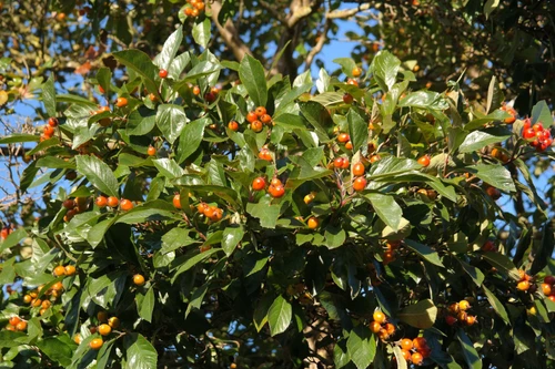 Crataegus x lavalleei Carrierei 6ft Tall Supplied in a 12 Litre Pot by DirectPlants