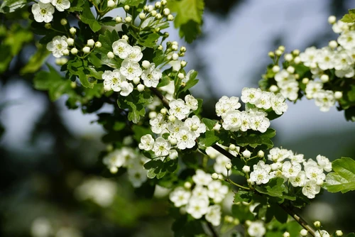 Crataegus Arnoldiana 6ft Tall Supplied in a 12 Litre Pot by DirectPlants