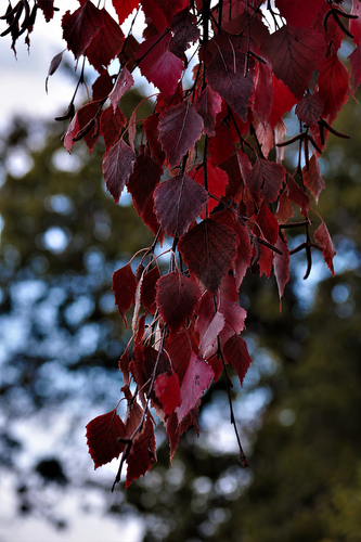 Betula Crimson Frost Tree 6ft Tall Supplied in a 12 Litre Pot by Directplants