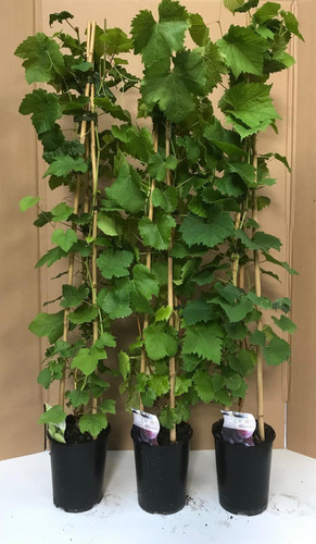 Grape Vine Vitis White Van der Laan 4-5ft Tall XL | 5 Litre Pot | By Direct Plants