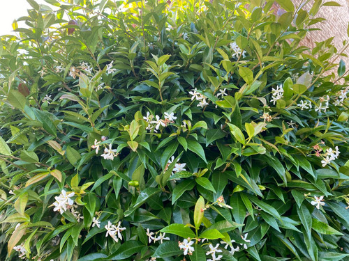 3x Trachelospermum Star Jasmine Evergreen Climber in Pots By Direct Plants