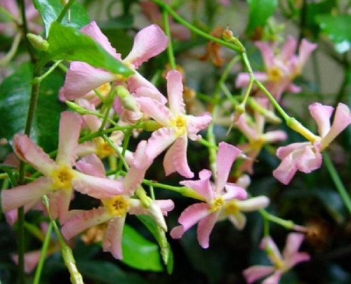 3x Pink Trachelospermum Star of Ibiza Jasmine Climber in Pots By Direct Plants