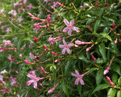 3x Jasminum Beesianum Pink Jasmine Outdoor Climbers in Pots By Direct Plants