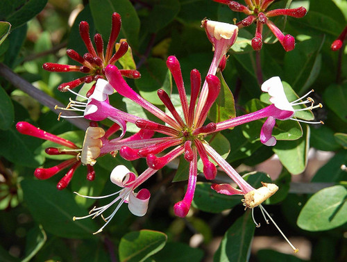 3x Lonicera Darts Red World Fragrant Honeysuckle Climber in Pots By Direct Plants