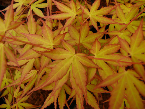 3x Acer Palmatum Katsura Japanese Maple Trees in Pots By Direct Plants
