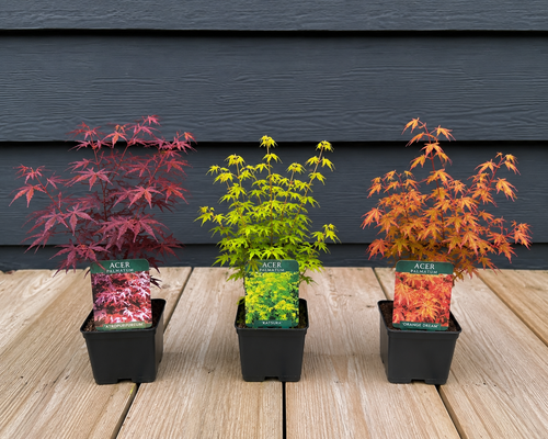3x Mixed Acer Palmatum Japanese Maple Trees in 9/10cm Pots By Direct Plants
