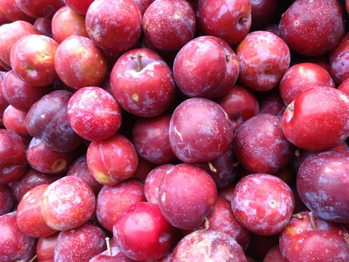 Prunus Victoria Plum Fruit Tree 2-3Yr 6-7ft Supplied in a 7.5 Litre Pot