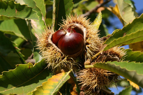 Sweet Chestnut Tree Castanea Sativa Fruit Nut Tree 6ft Tall Extra Large in a 7.5 Litre Pot By Direct Plants