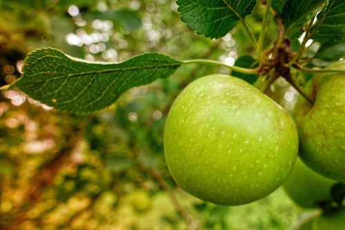 Bramley’s Seedling Cooking Apple Fruit Tree MM106 | 5-6ft Large 7.5 Litre Pot By Direct Plants