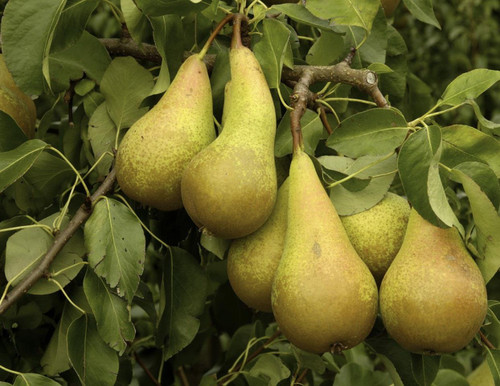 Pear Conference Fruit Tree 6ft Tall Supplied in a 7.5 Litre Pot by Directplants