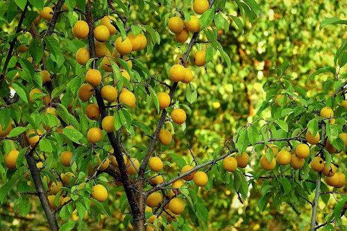 Prunus Oullins Golden Gage Plum Fruit Tree 5-6ft Supplied in a 7 Litre Pot