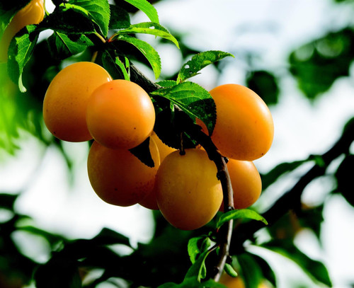 Prunus Mirabelle De Nancy Plum Fruit Tree 5-6ft Supplied in a 7.5 Litre Pot
