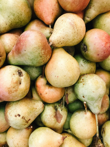 Beth Pear Large Fruit Tree | 5-6ft 7.5 Litre Pot By Direct Plants