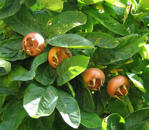Medlar Nottingham Fruit Tree | 5-6ft Supplied in a 7.5 Litre Pot By Direct Plants