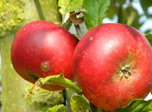 Dwarf Apple Fruit Tree Discovery M26 | 5-6ft 7.5 Litre Pot by Direct Plants