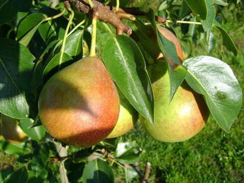 Pyrus Clapps Favourite Pear Dwarf Patio Fruit Tree 3-4ft Supplied in a 5 Litre Pot