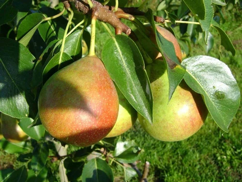 Pyrus Clapps Favourite Pear Dwarf Patio Fruit Tree 3-4ft Supplied in a 5 Litre Pot