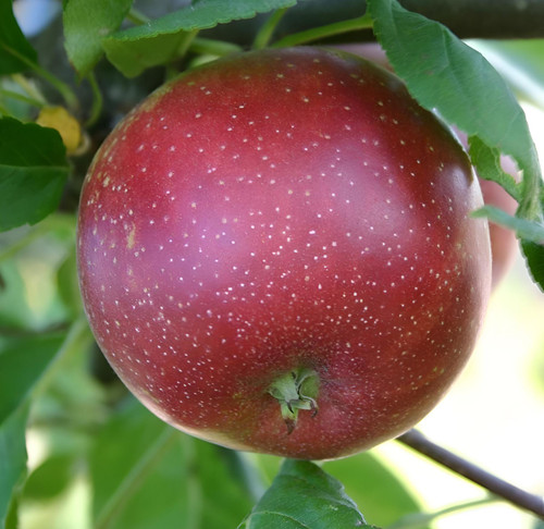 Malus Summerred Apple Dwarf Patio Fruit Tree 3-4ft Supplied in a 5 Litre Pot