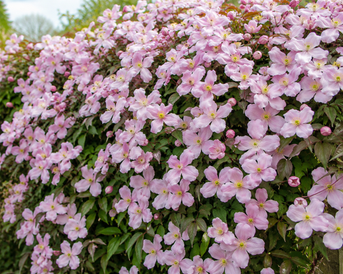 3x Clematis Montana Pink Rubens Outdoor Climber in Pots By Direct Plants