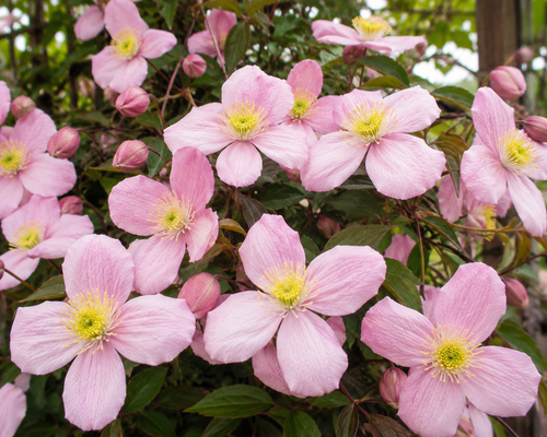 3x Clematis Montana Tetra Rose Fast Outdoor Climber in Pots By Direct Plants