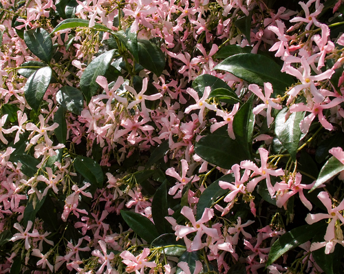 3x Pink Trachelospermum Star of Ibiza Jasmine Climber in Pots By Direct Plants