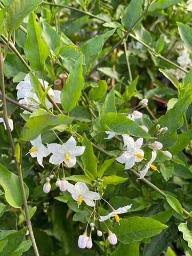 3x Solanum Jasminoides Alba Fast Climbers in Pots By Direct Plants