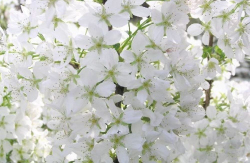 Prunus Brilliant White Dwarf Patio Flowering Cherry Tree 3-4ft Supplied in a 5 Litre Pot …