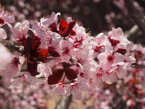 Patio Prunus Nigra Cistena Tree 100-120cm in a 7.5 Litre Pot | By Direct Plants