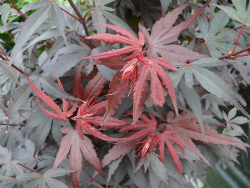 Acer Palmatum Skeeters Broom 3-4ft Extra Large Japanese Maple Tree By Direct Plants