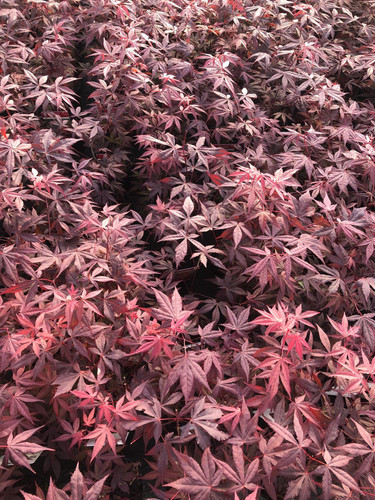 3x Acer Palmatum Atropurpureum Japanese Maple Trees in Pots By Direct Plants