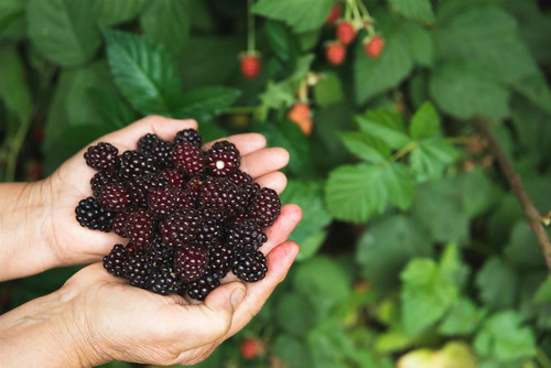 3x Evergreen Thornless Blackberry Fruit Plants in 2/3 Litre Pots By Direct Plants