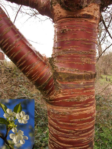 Prunus Tibetica Tibetan Birch Bark Cherry 6ft XL Mahogany Red Bark Ornamental Tree 7.5L Pot By Direct Plants