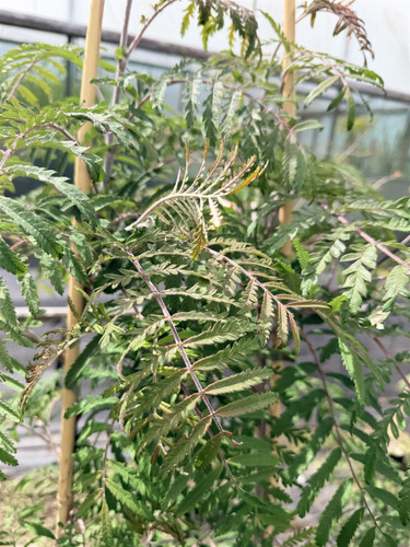 Sorbus Chinese Lace Tree 5-6ft in a 7.5 Litre Pot | By Direct Plants