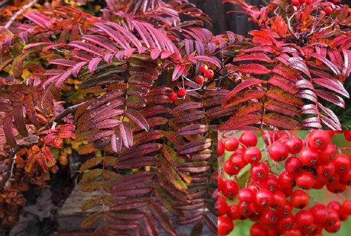Sorbus Embley Japanese Mountain Ash Tree 5-6ft Supplied in a 7.5 Litre Pot