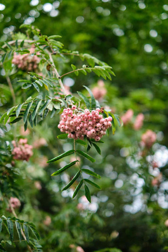 Sorbus Vilmorinii Rowan Mountain Ash Tree 6ft Supplied in a 7.5 Litre Pot