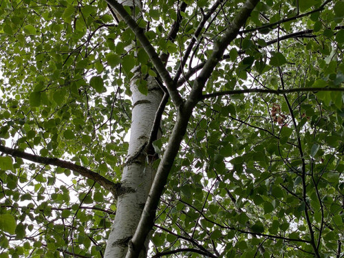 3x Extra Large Silver Birch Trees 6-7ft Tall Supplied in Pots By Direct Plants