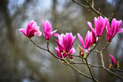 Magnolia Susan Tree Purple Pink Large Supplied in a 3 Litre Pot By Direct Plants